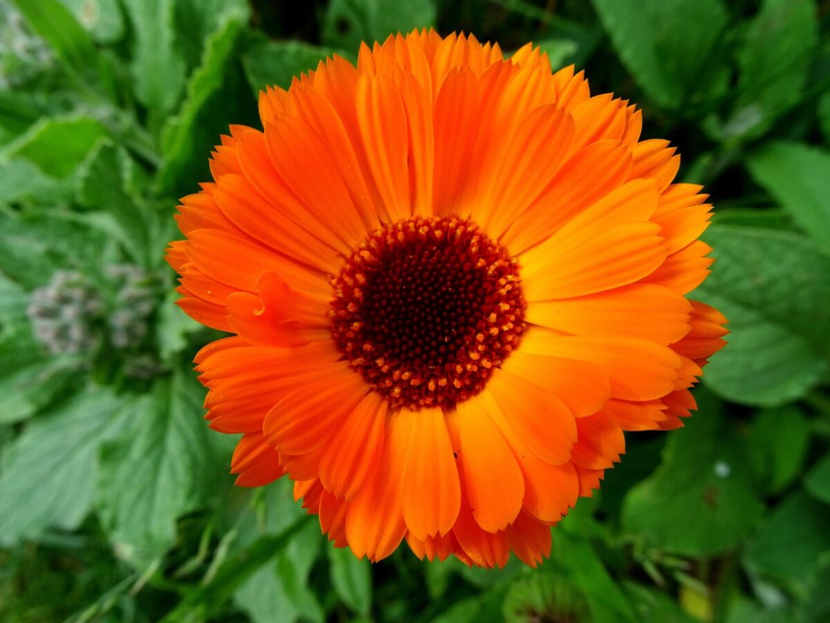 Calendula Calendula