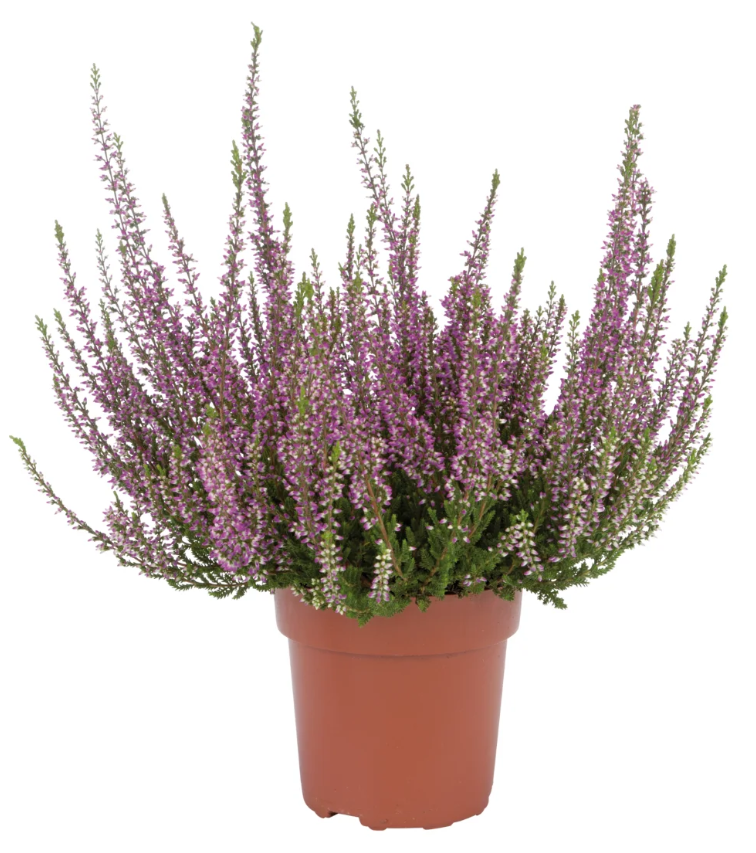 Calluna Vulgaris-lidl Calluna Vulgaris-lidl