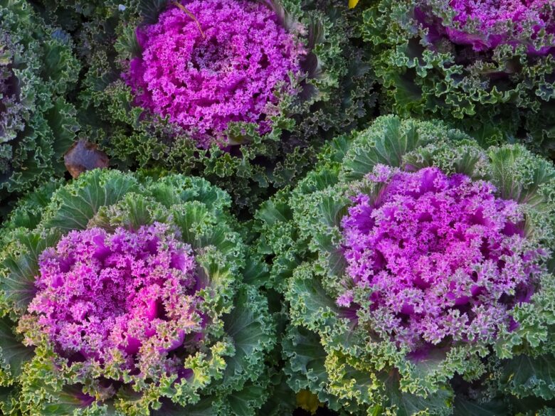 A,Close-up,View,Captures,The,Intricate,Details,Of,Ornamental,Cabbages,