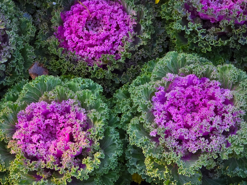 A,Close-up,View,Captures,The,Intricate,Details,Of,Ornamental,Cabbages,