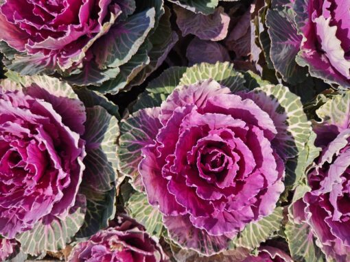 È la pianta più sorprendente dell’autunno: più fa freddo, più il balcone si riempie di colore