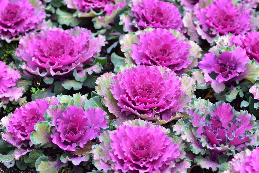 Vibrant,Ornamental,Kale,(brassica,Oleracea),,Also,Known,As,Flowering,Kale