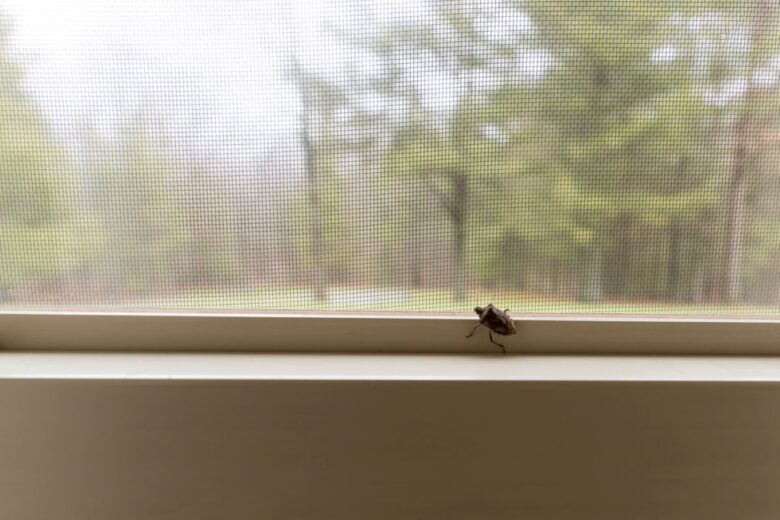 cimice (1)
