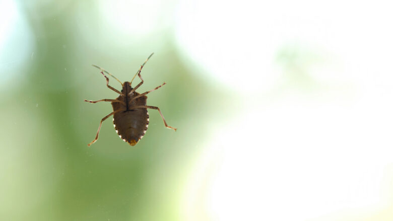 Stink,Bug,Crawling,On,Glass,Surface.,Green,Background,With,Copy