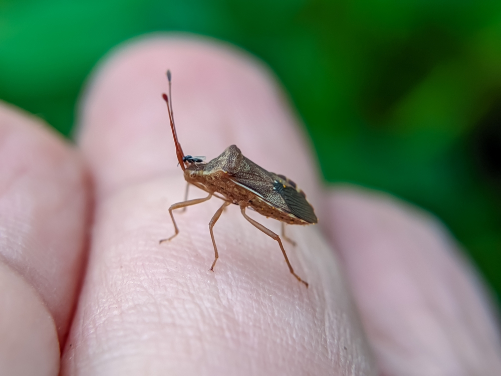 Anasa,Tristis,Is,A,Species,Of,Insect,In,The,Family