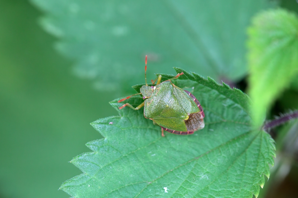 A,Green,Shield,Bug,,Palomena,Prasina,,On,A,Leaf.