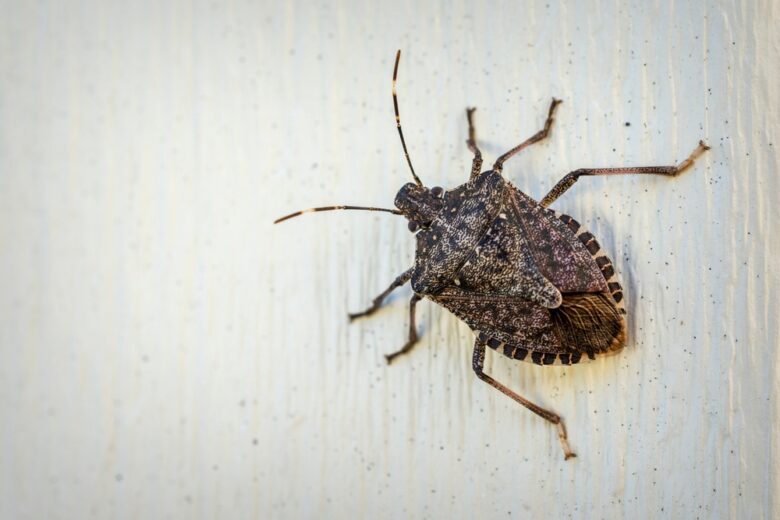 A,Brown,Stink,Bug,Clings,To,Outdoor,Siding,In,The