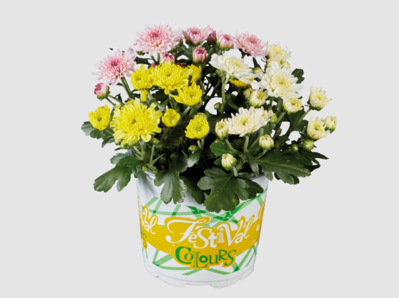 crisantemi-lidl (1)
