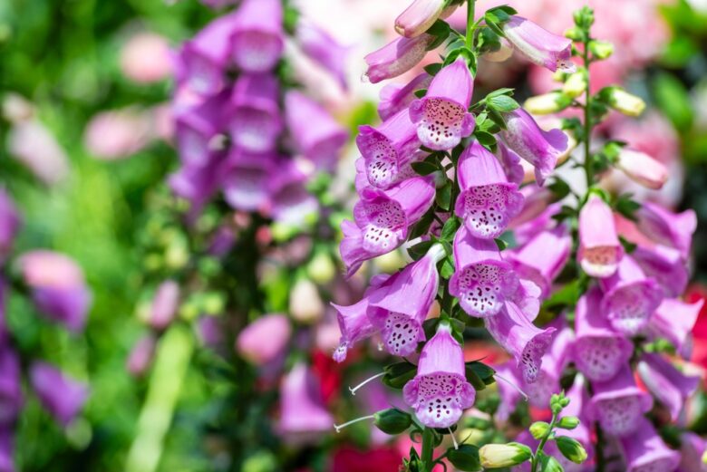 Beautiful,Flowers,Of,Digitalis,Purpurea,,The,Foxglove,Or,Common,Foxglove,