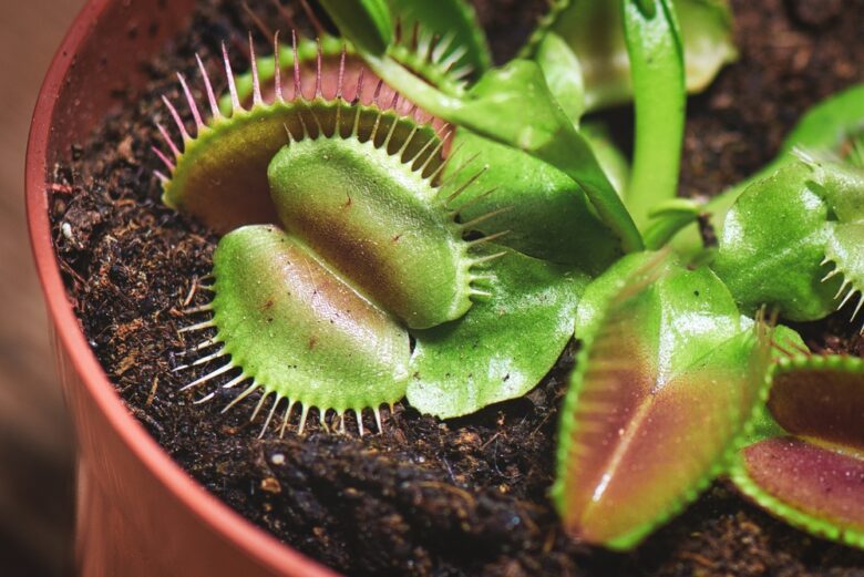 Close-up,Of,A,Healthy,Venus,Flytrap,Dionaea,Muscipula),Growing,In