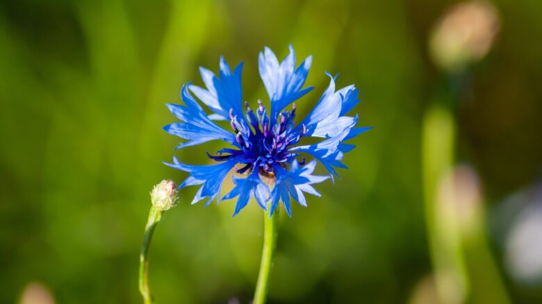 Fiordaliso
