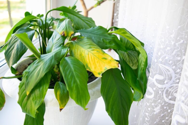Woman,Shows,Yellow,Leaf,Plant,With,Brown,Spots.,Houseplant,Spathiphyllum
