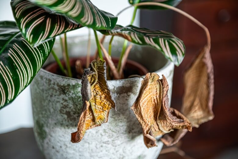 Indoor,Calathea,Plant,With,Wilted,Leaves,,Signs,Of,Disease