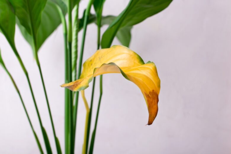 Spathiphyllum,Plant,With,A,Yellow,Leaf.,Improper,Care,For,Potted