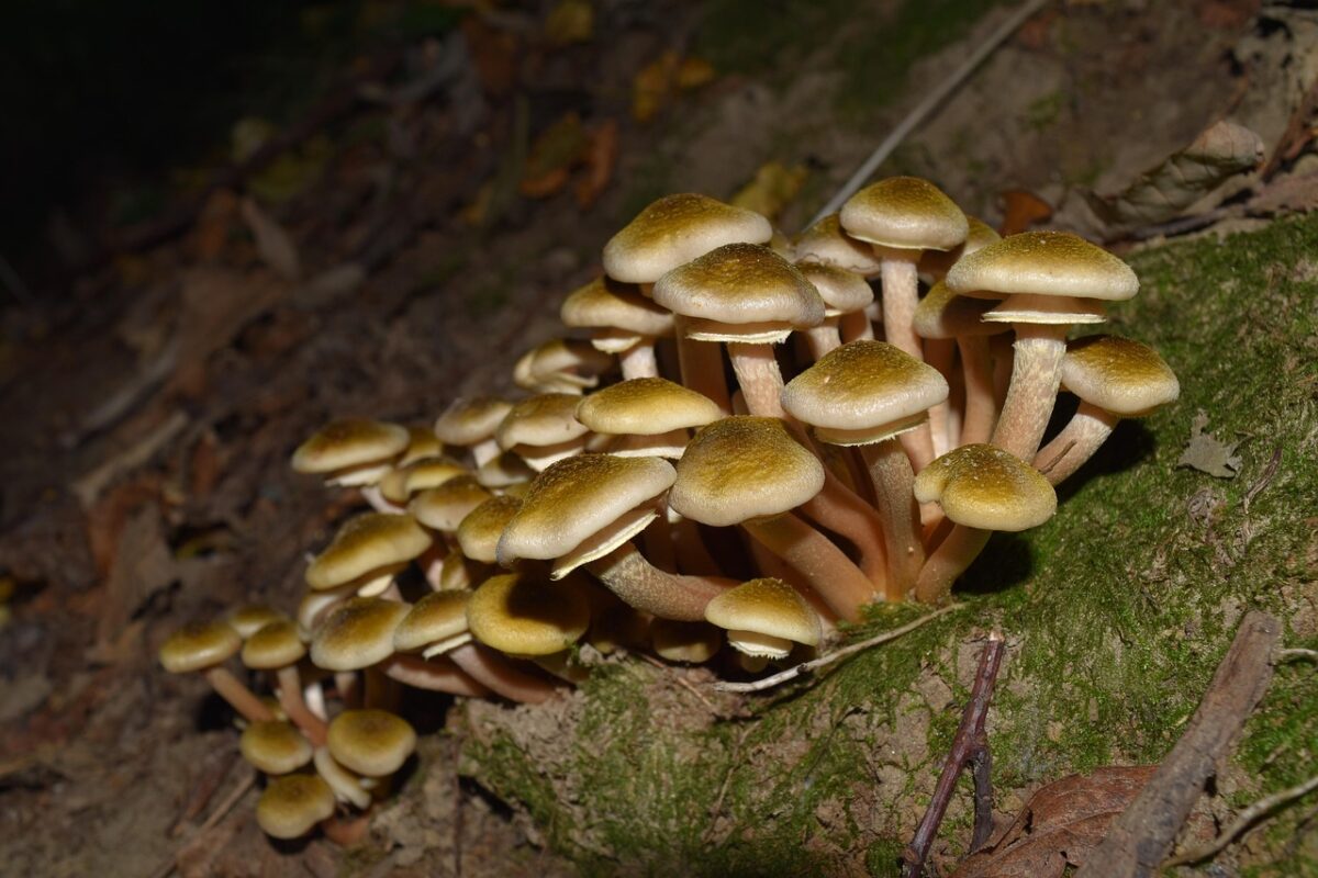 Funghi commestibili: 11 speci più comuni