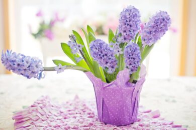 Sembra primavera anche in pieno inverno: il trucco dei bulbi che fioriscono fuori stagione