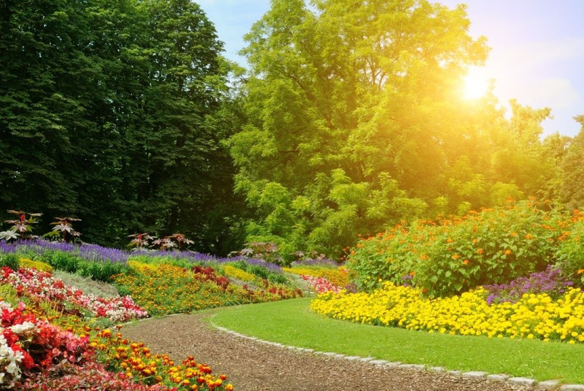 Non basta scegliere una bella pianta: il segreto di un giardino rigoglioso è sapere dove metterla