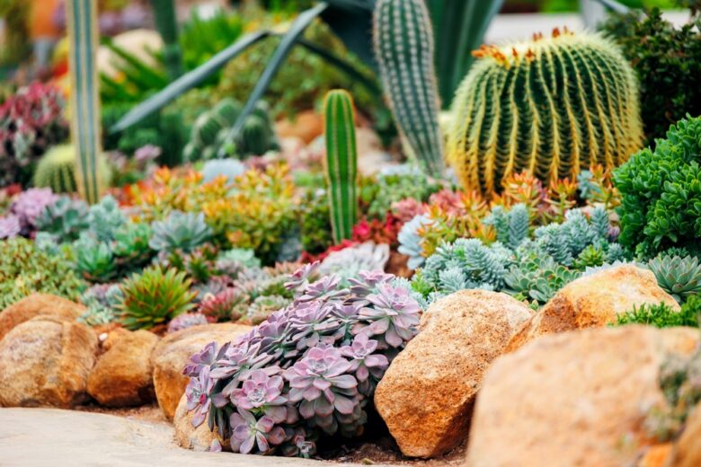 Formed,Landscape,Design,Ecosystem,Of,Cacti,Garden,And,Succulents,,Stone