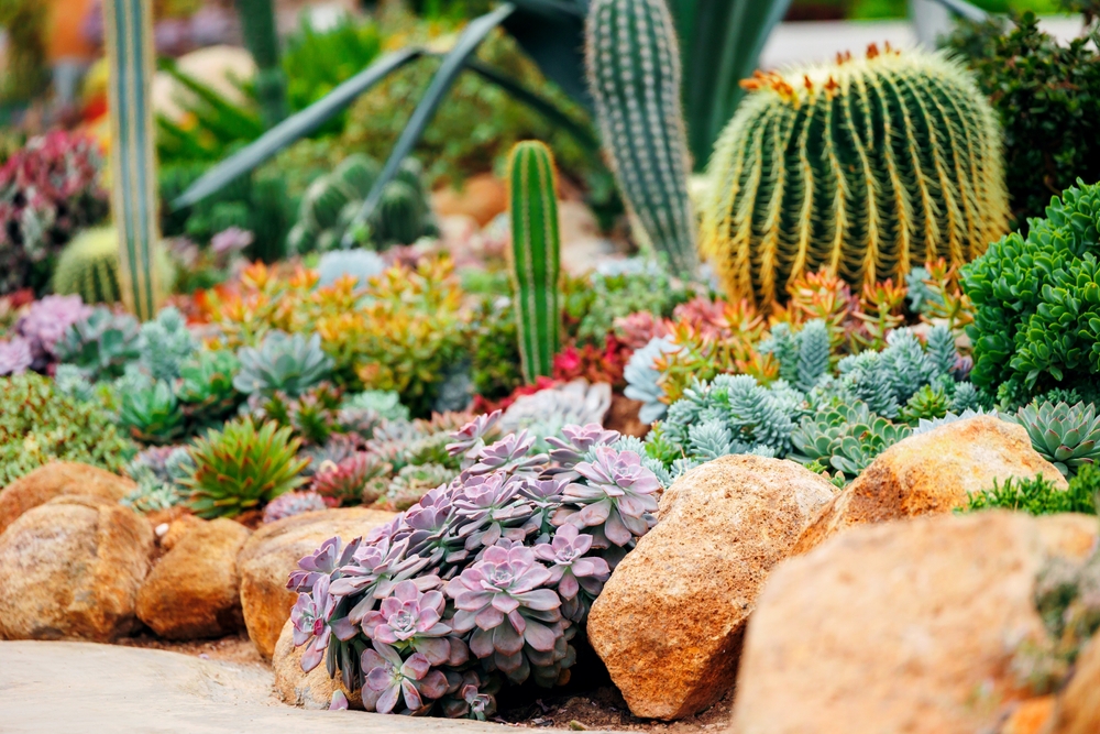 Formed,Landscape,Design,Ecosystem,Of,Cacti,Garden,And,Succulents,,Stone
