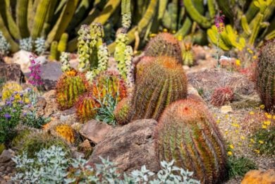 Sembra un giardino da Pinterest ma queste piante grasse chiedono davvero poche attenzioni