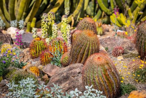 Sembra un giardino da Pinterest ma queste piante grasse chiedono davvero poche attenzioni