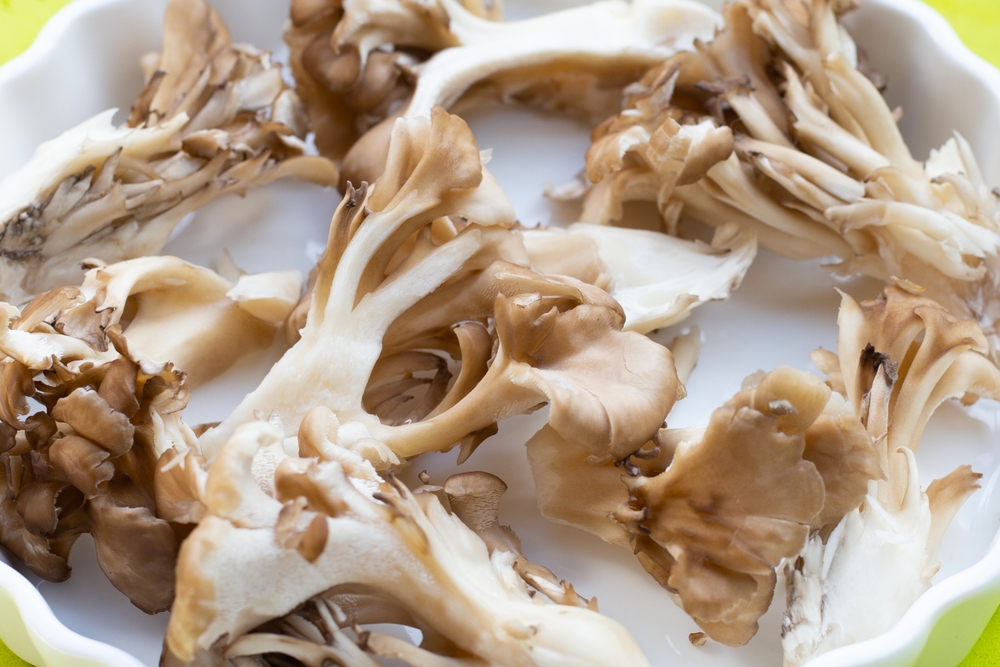 Grifola frondosa stesi su piatto bianco Grifola frondosa stesi su piatto bianco