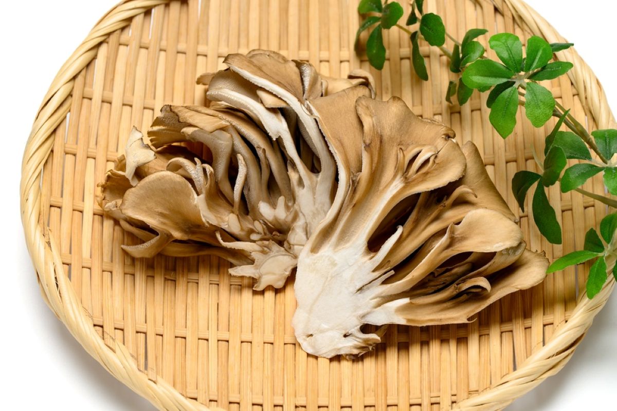 Grifola frondosa: come pulire e cucinare questo delizioso fungo ricco di benefici