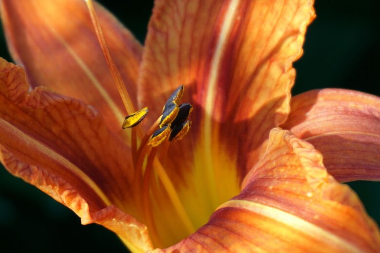 Hemerocallis, Fiori