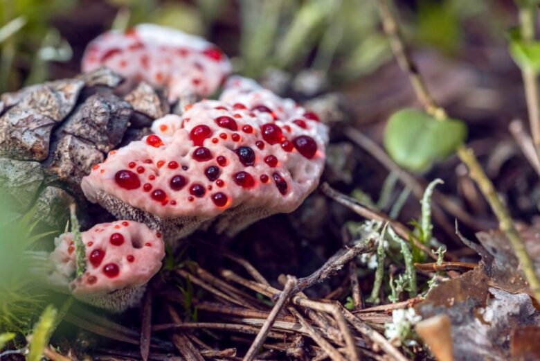 Hydnellum peckii o fungo sanguinante
