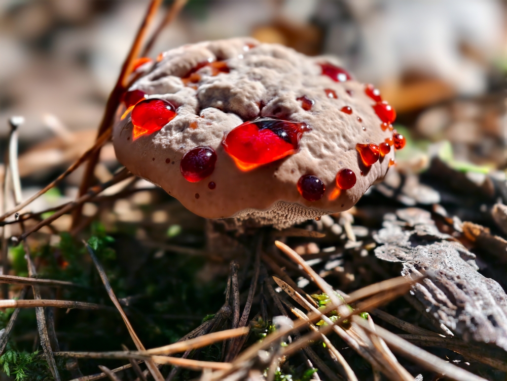Hydnellum-peckii