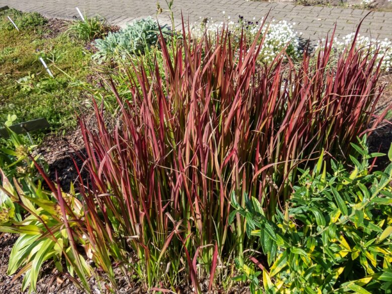 A,Japanese,Bloodgrass,Cultivar,(imperata,Cylindrica),'red,Baron',With,Red