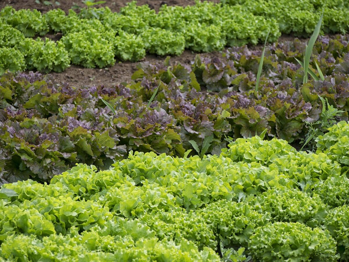 Insalata Insalata