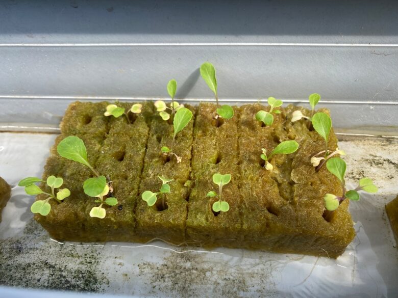 Growing,Seed,In,Hydroponic,System,With,Seed,Pods,From,Rock