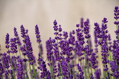 Non buttare i fondi di caffè: sulla lavanda possono fare miracoli, ma solo se li usi così