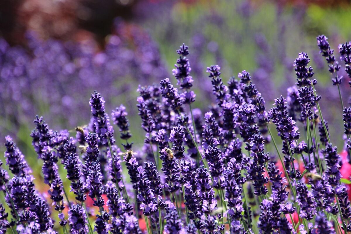 Lavanda Lavanda