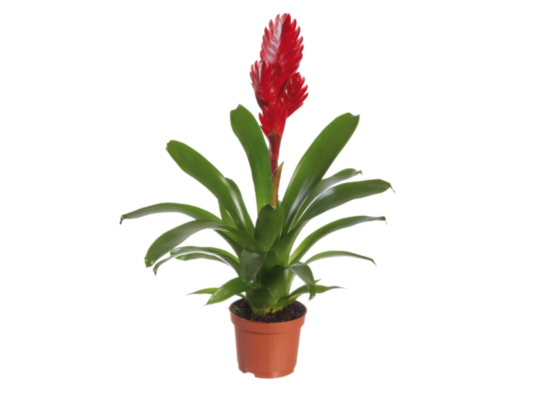Bromelie fiore rosso venduta da Lidl