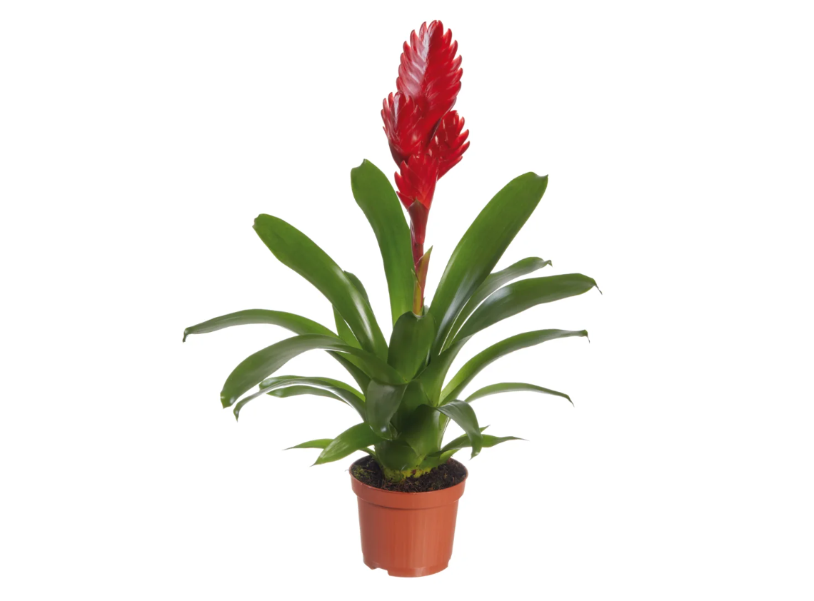 Bromelie fiore rosso venduta da Lidl Bromelie fiore rosso venduta da Lidl
