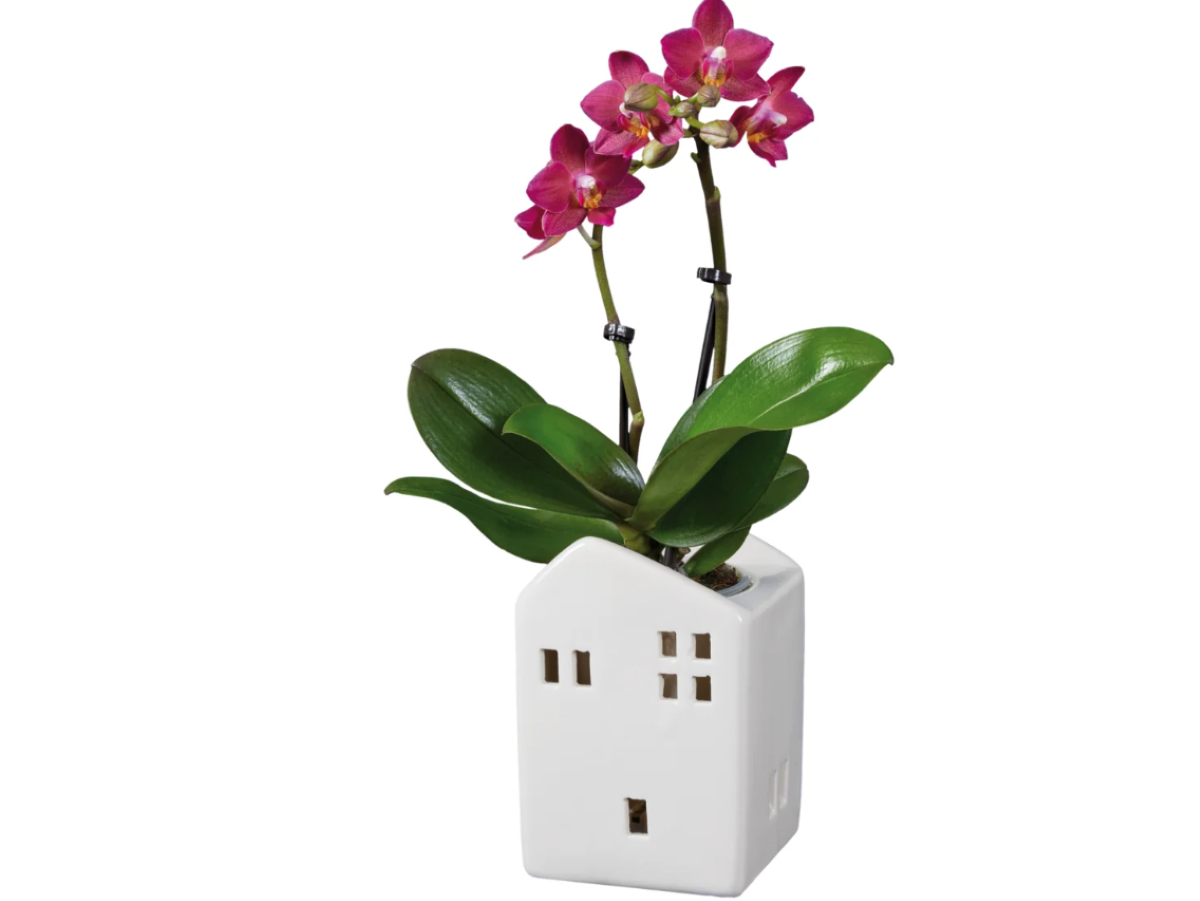 Orchidea phalaenopsis in vaso di ceramica a forma di casetta in vendita da Lidl Orchidea phalaenopsis in vaso di ceramica a forma di casetta in vendita da Lidl