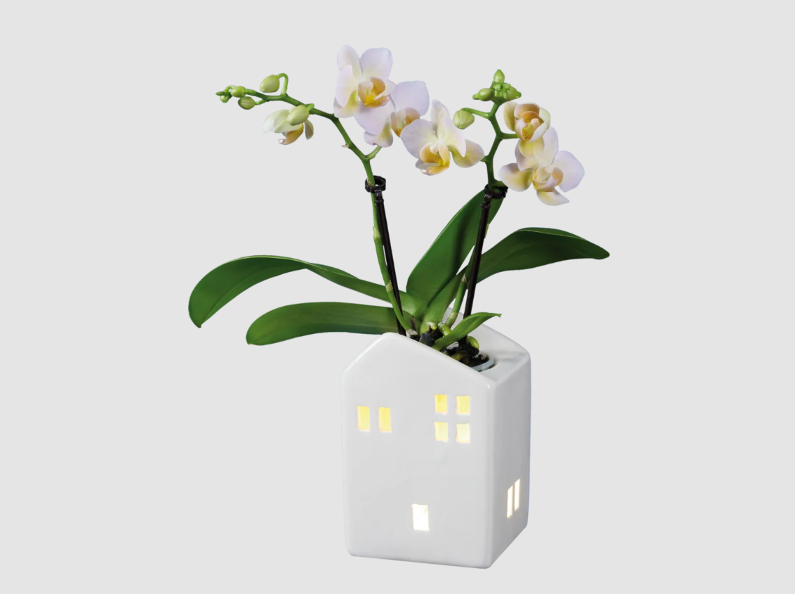 Orchidea phalaenopsis in vaso di ceramica a forma di casetta in vendita da Lidl Orchidea phalaenopsis in vaso di ceramica a forma di casetta in vendita da Lidl