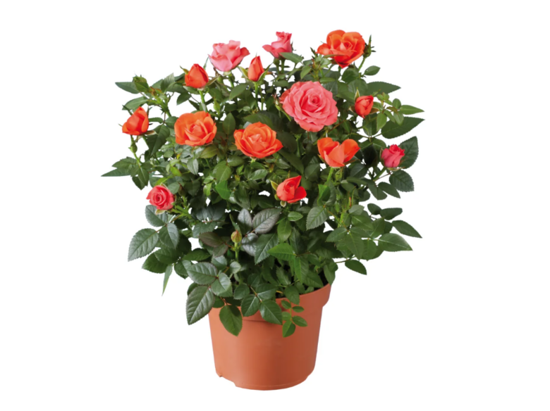 Rose rosse e arancioni in vaso vendute da Lidl