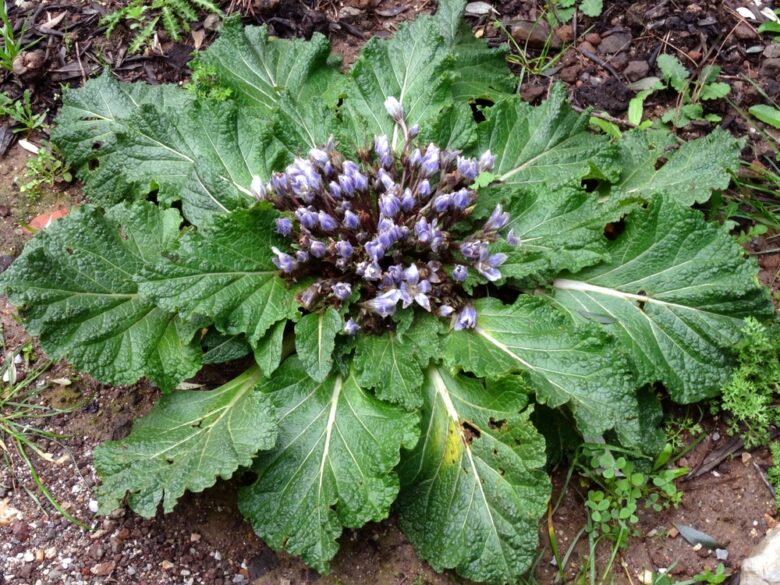 A,Mandragora,Plant,(mandragora,Officinarum,In,Latin),In,The,Aegean