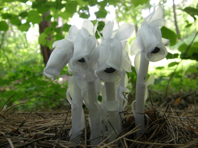 Monotropa uniflora o fiori fantasma