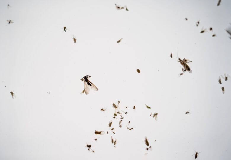 It,Seems,Like,There,Are,No,Flying,Insects,In,The