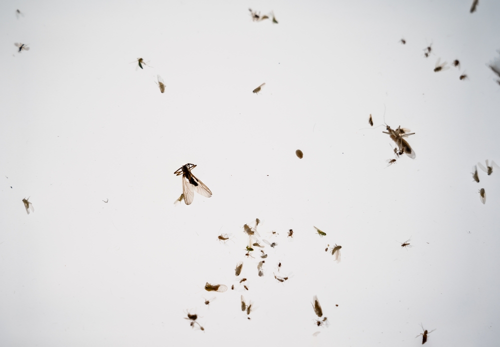 It,Seems,Like,There,Are,No,Flying,Insects,In,The It,Seems,Like,There,Are,No,Flying,Insects,In,The