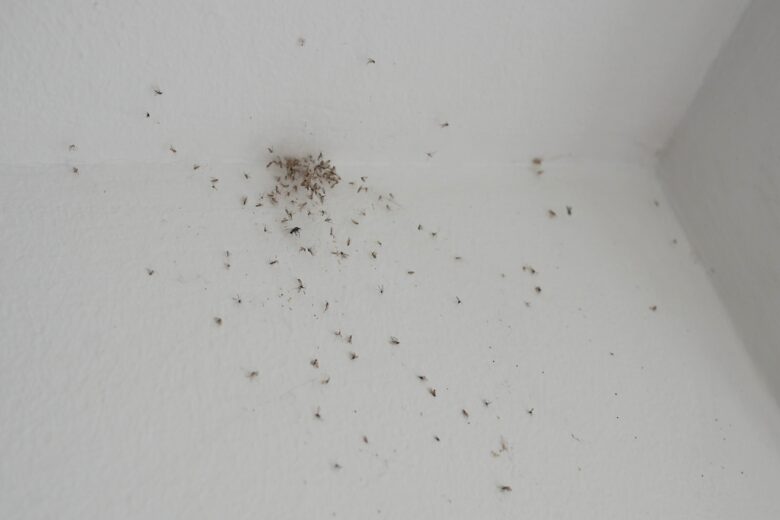 The,Problem,Of,Midges,In,The,House.,Lots,Of,Midges