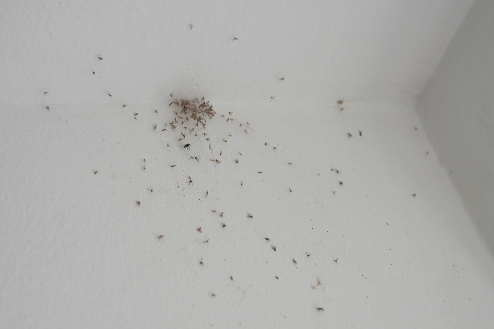 The,Problem,Of,Midges,In,The,House.,Lots,Of,Midges The,Problem,Of,Midges,In,The,House.,Lots,Of,Midges
