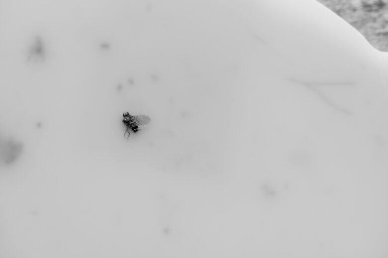 Macro,Of,A,Single,Fruit,Fly,Caught,On,A,Sticky