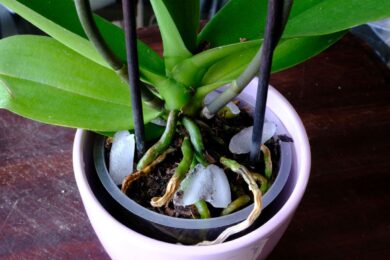 Orchidea, attenzione al trucco dei cubetti di ghiaccio: facile non significa sempre migliore