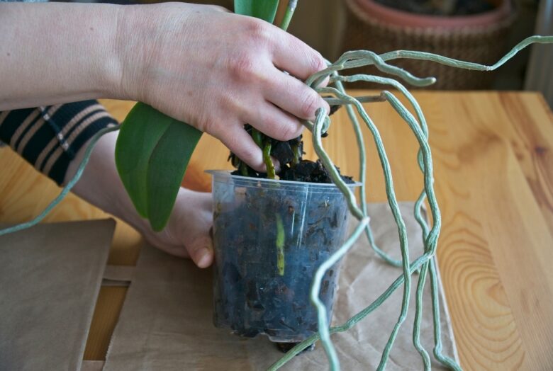 Close-up,Of,Hand,Repotting,A,Phalaenopsis,Orchid,In,Bark,Substrate.