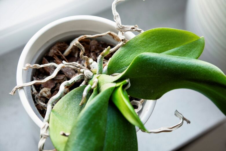 orchidea-radici (3)
